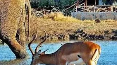 3 Days Tsavo East & Tsavo West Safari- From Mombasa - Image - 25467