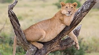 3 Days Tsavo East & Tsavo West Safari- From Mombasa - Image - 25466