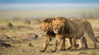 Kenya Photographic Safari Itinerary for the Great Migration: Tsavo to Maasai Mara River Crossings (Peak Season Guide) - Image - 20746