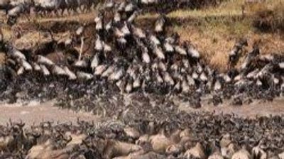 5 Days Masai Mara Migration & Nakuru Big Five Budget Safari - Image - 21769