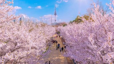 (BAY SÁNG - VỀ TỐI) SEOUL- EVERLAND –NAMI ISLAND – THƯ VIỆN SÁCH STARFIELD - Image - 6944