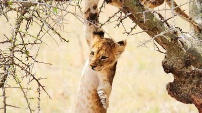 6-Day Tanzania Budget-Friendly Group Camping Adventure - Image - 25019