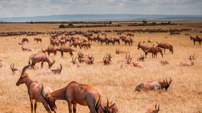 7-Day Unlimited Bush Safari: Masai Mara Amboseli safari Kenya - Image - 19069