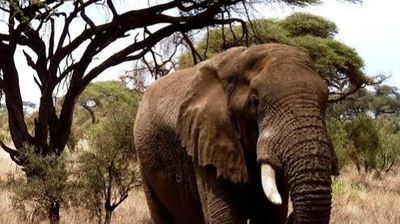 2-Day Amboseli Safari from Nairobi | Elephants & Kilimanjaro - Image - 25530
