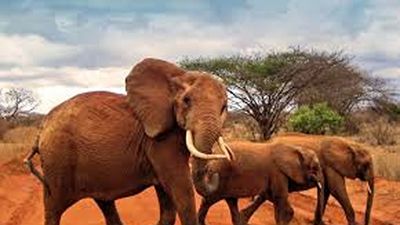 4 Days Amboseli, Tsavo West & Tsavo East Safari from Nairobi - Image - 20348