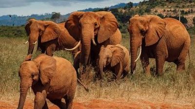 3-Day Tsavo East & Tsavo West Safari from Mombasa - Image - 25579