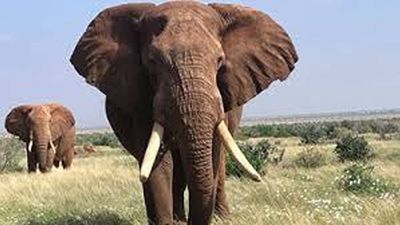 4 Days Amboseli, Tsavo West & Tsavo East Safari from Nairobi - Image - 20349