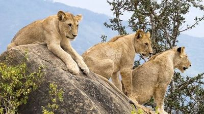 3 Days Tsavo East & Tsavo West Tour from Nairobi - Image - 25454