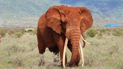 3 Days Tsavo East & Tsavo West Tour from Nairobi - Image - 25456