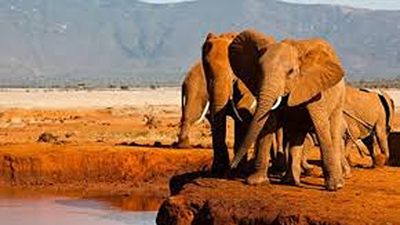 25 Days Kenya Wildlife & Bird Photography Safari Tour - Image - 21867