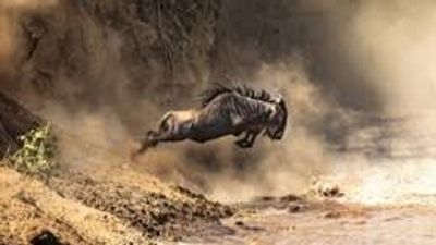 4 Days Maasai Mara Great Wildebeest Migration Safari 2026 - Image - 25658