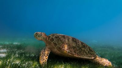Maldives Island Escape - Turtle Snorkelling, Dolphin Cruise & Beach BBQ | 5 Days - Image - 15118
