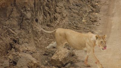 8-Day Southern Tanzania Safari Expedition – Nyerere, Ruaha & Mikumi Wilderness Adventure - Image - 18033