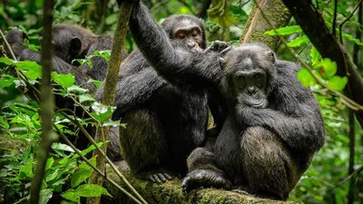 2 Days Nyungwe Chimpanzee Trekking Rwanda Safari - Image - 21834