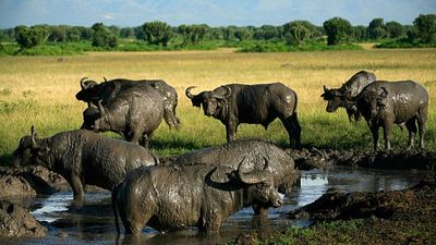 4 days Masai Mara Lake Nakuru Safari: Experience Serenity and Adventure - Image - 19186