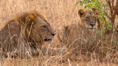 7-Day Unlimited Bush Safari: Masai Mara Amboseli safari Kenya - Image - 19071