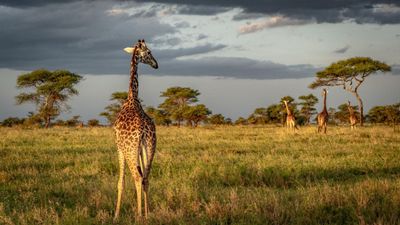 3-Day Mikumi Fly-In Safari Escape – Wildlife Adventure from Zanzibar - Image - 18303