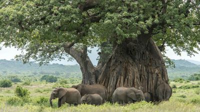 8-Day Southern Tanzania Safari Expedition – Nyerere, Ruaha & Mikumi Wilderness Adventure - Image - 18023