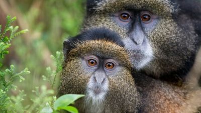 3-day Primate Tracking Rwanda Safari - Image - 21848