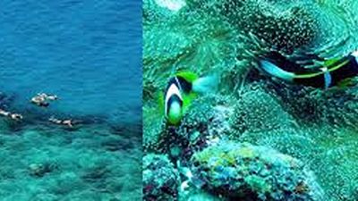 Wasini Island Dolphin Tour & Kisite Marine Park - Image - 21261