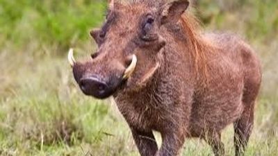 12-Night Kenya Bird & Wildlife Photographic Safari | Tsavo, Amboseli & Masai Mara - Image - 21921
