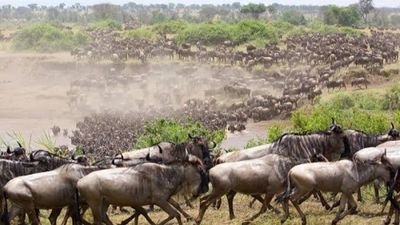 5-Day Maasai Mara Migration Tour & Lake Nakuru Safari 2026 - Image - 25667