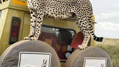 4-Day Mid-Range Serengeti Safari Fly from / to Zanzibar - Image - 20624