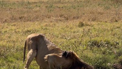 4-Day Short Safari with Guided Nature Walk Extension - Image - 20629