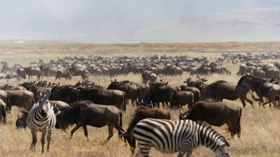 4-Day Mid-Range Serengeti Safari Fly from / to Zanzibar - Image - 20626