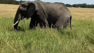 7-Day All-Inclusive Luxury Family Safari - Image - 20619