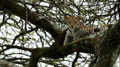 3-Day Unforgettable Short and Sweet Honeymoon Safari - Image - 21750