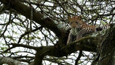 3-Day Unforgettable Short and Sweet Honeymoon Safari - Image - 21751