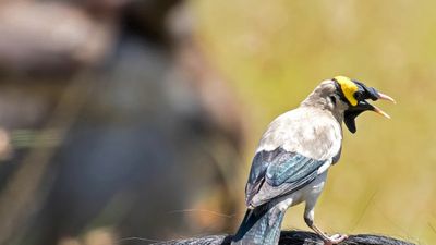 Kenya Photographic Safari Itinerary for the Great Migration: Tsavo to Maasai Mara River Crossings (Peak Season Guide) - Image - 20748