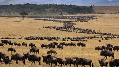 7 Days Best of Kenya Safari – Amboseli, Lake Nakuru & Masai Mara Tour - Image - 20439