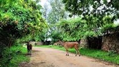 Haller Park Day Tour Mombasa Nature & Wildlife Experience - Image - 26118