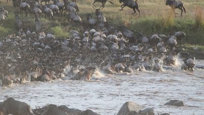 9 Days / 8 Nights Kenya & Tanzania Safari Tour | Maasai Mara to Manyara - Image - 14075
