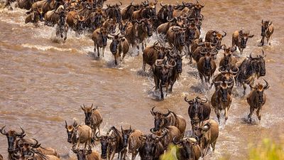 4 days Masai Mara Lake Nakuru Safari: Experience Serenity and Adventure - Image - 19188