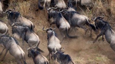 6-Day Luxury Fly-in Migration Safari - Image - 25247