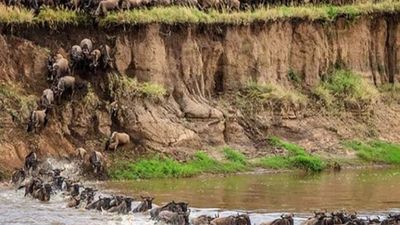 5 Days Masai Mara Migration & Nakuru Big Five Budget Safari - Image - 21777