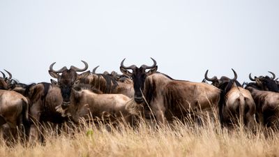 Kenya Photographic Safari Itinerary for the Great Migration: Tsavo to Maasai Mara River Crossings (Peak Season Guide) - Image - 20744