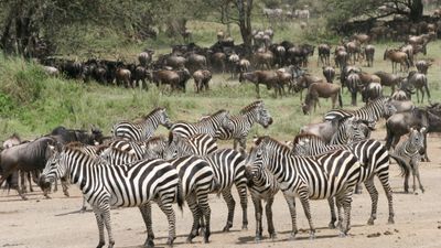 8-Day Tanzania Luxury Safari Expedition – Ultimate Wildlife & Wilderness Experience - Image - 18276