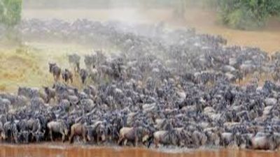 7-Day Great Migration Safari – Northern Circuit & Serengeti Migration Experience - Image - 15138