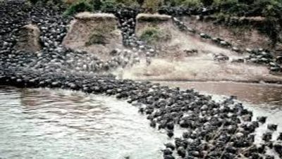 7-Day Great Migration Safari – Northern Circuit & Serengeti Migration Experience - Image - 15139