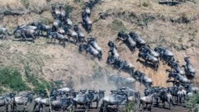 7-Day Great Migration Safari – Northern Circuit & Serengeti Migration Experience - Image - 15137