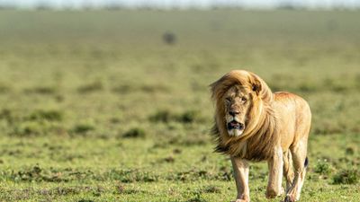 6-Days Serengeti Migration & Big Five Safari - Image - 15202