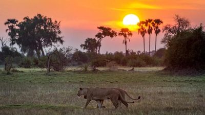 3-Day Mikumi Fly-In Safari Escape – Wildlife Adventure from Zanzibar - Image - 18296