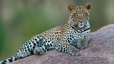 5-Day Luxury Honeymoon Safari Escape - Image - 17968