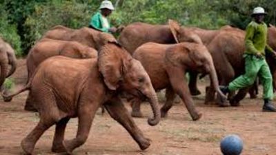 Nairobi National Park Day Tour - Image - 18888