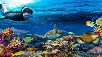 10-Days The Ultimate Wildlife and Island Paradise Experience. - Image - 17899