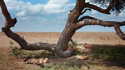 4-Day All-Inclusive Premium Serengeti Safari Experience - Image - 15169